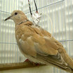 Pigeons And Doves
